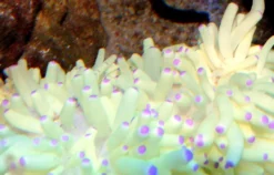 Hot Grøn anemone (Heteractis malu) Anemone, Bløddyr Og Snegle Til Saltvand