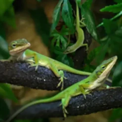 Hot Grøn Anole hun (Anolis carolinensis) Krybdyr