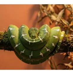 New Grøn Træboa unge Corallus Caninus Krybdyr
