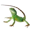 Hot Grøn vandagame Physignatus concincinus Krybdyr