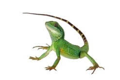Hot Grøn vandagame Physignatus concincinus Krybdyr