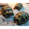 Outlet Græsk landskildpadde (Testudo Hermanni) Krybdyr