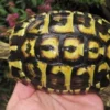 Hot Græsk landskildpadde (Testudo Hermanni hermanni) Krybdyr