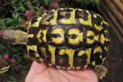 Hot Græsk landskildpadde (Testudo Hermanni hermanni) Krybdyr