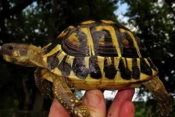 Hot Græsk landskildpadde (Testudo Hermanni hermanni) Krybdyr