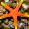 Discount Gul tippet Rød søstjerne (Fromia Pacifica) Anemone, Bløddyr Og Snegle Til Saltvand