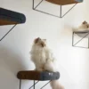 HappyCat DAVID Lige Vægmodul 60x29x24 cm Sort/Brun Killingesenge Og Afslapningspladser - Trygge Hvilepladser Til Små Katte|Kradsetræer Og Klatremøbler Til Kat