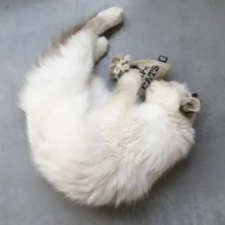 New HappyCat Pouch med catnip Killingelegetøj - Sjov, Træning Og Aktivering For Killinger|Kattelegetøj