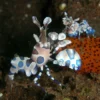 Harlekinreje (Hymenocera picta) Anemone, Bløddyr Og Snegle Til Saltvand