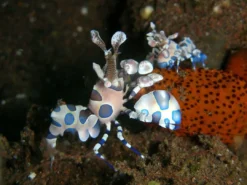Harlekinreje (Hymenocera picta) Anemone, Bløddyr Og Snegle Til Saltvand