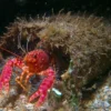 Clearance Hawaii Dværghummer (Enoplometopus occidentalis) Anemone, Bløddyr Og Snegle Til Saltvand