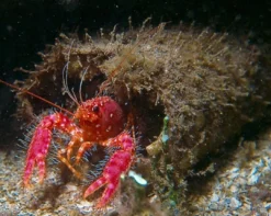 Clearance Hawaii Dværghummer (Enoplometopus occidentalis) Anemone, Bløddyr Og Snegle Til Saltvand