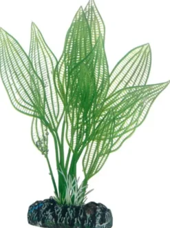 Hot Aponogeton 16 cm Akvarieplanter