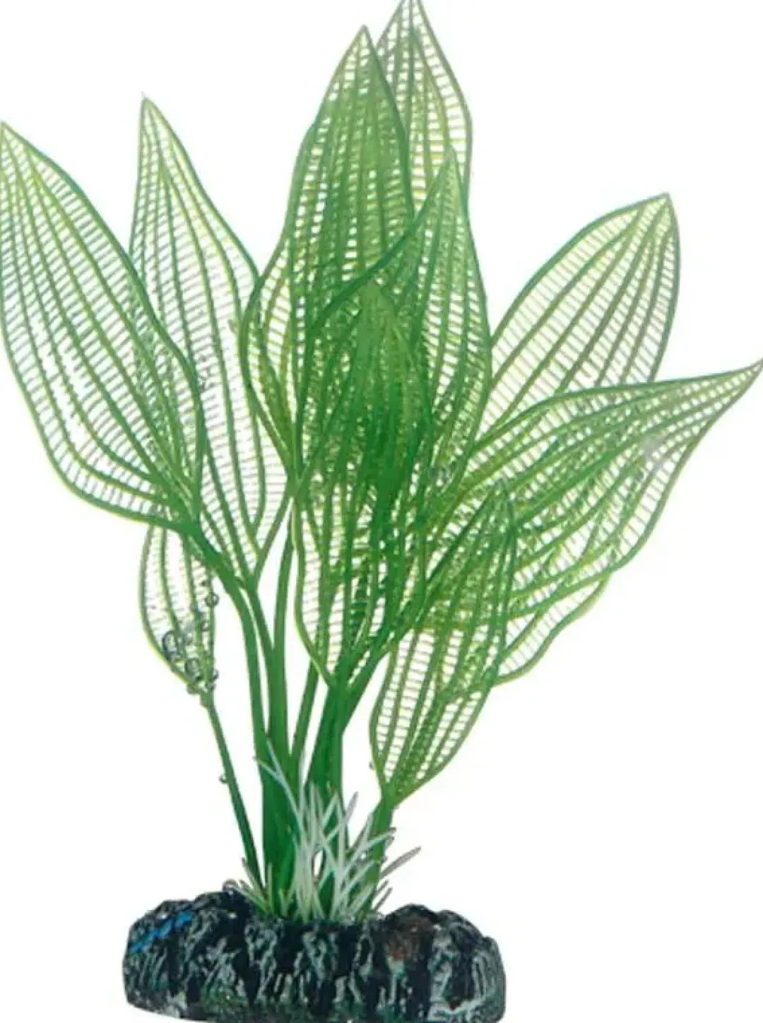 Hot Aponogeton 16 cm Akvarieplanter