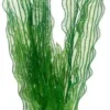 Online Aponogeton 39 cm Akvarieplanter
