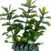 Outlet Bacopa 7 cm Akvarieplanter