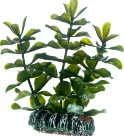 Outlet Bacopa 7 cm Akvarieplanter