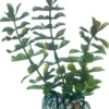 Bacopa 13 cm Akvarieplanter