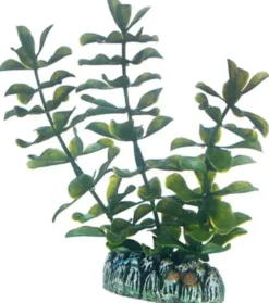 Bacopa 13 cm Akvarieplanter