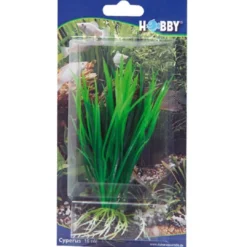 Outlet Cyperus 16 cm Akvarieplanter