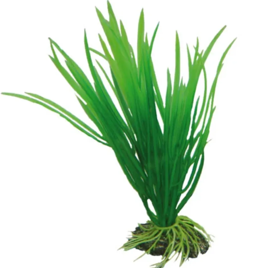 Outlet Cyperus 16 cm Akvarieplanter