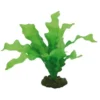 Outlet Echinodrus 20 cm Akvarieplanter