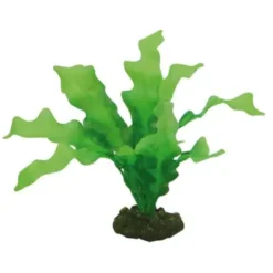 Outlet Echinodrus 20 cm Akvarieplanter