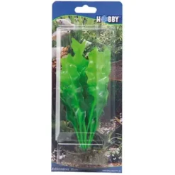 Outlet Echinodrus 20 cm Akvarieplanter