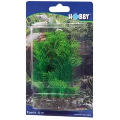 Best Egeria 13 cm Akvarieplanter