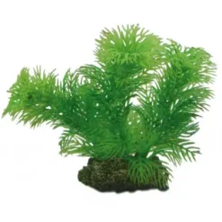 Best Egeria 13 cm Akvarieplanter