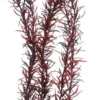 Online Eusteralis 39 cm Akvarieplanter