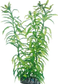 Best Heteranthera 25 cm Akvarieplanter