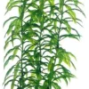 Hot Heteranthera 34 cm Akvarieplanter