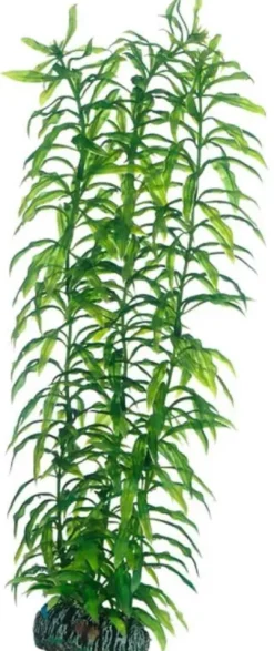 Hot Heteranthera 34 cm Akvarieplanter