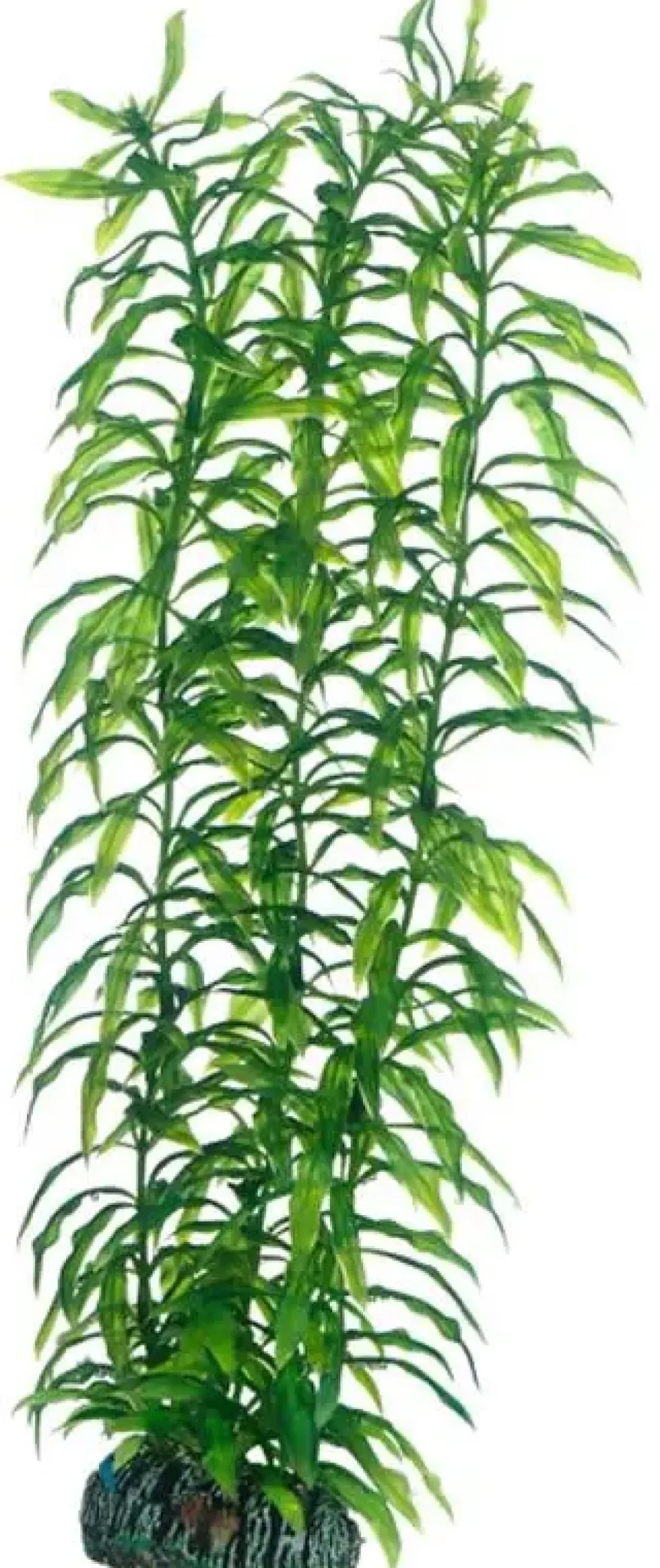 Hot Heteranthera 34 cm Akvarieplanter
