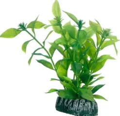 Clearance Hygrophila 13 cm Akvarieplanter