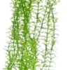 Online Lagarosiphon 34 cm Akvarieplanter