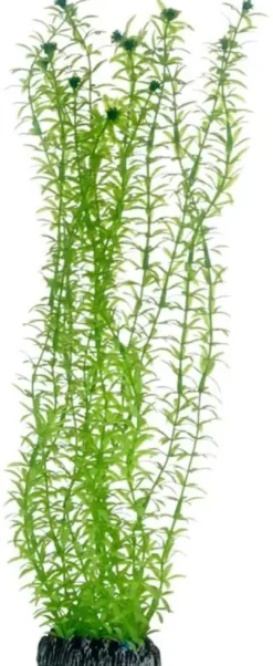 Online Lagarosiphon 34 cm Akvarieplanter