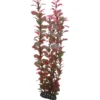 Outlet Ludwiga 34 cm Akvarieplanter