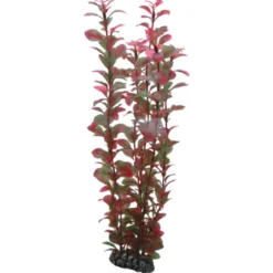 Outlet Ludwiga 34 cm Akvarieplanter