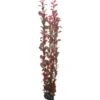 Discount Ludwiga 60 cm Akvarieplanter
