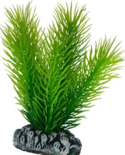 Sale Mayaca 7 cm Akvarieplanter