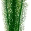 Best Mayaca 25 cm Akvarieplanter