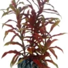 New Nesaea 13 cm Akvarieplanter