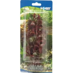 Clearance Rotala 16 cm Akvarieplanter