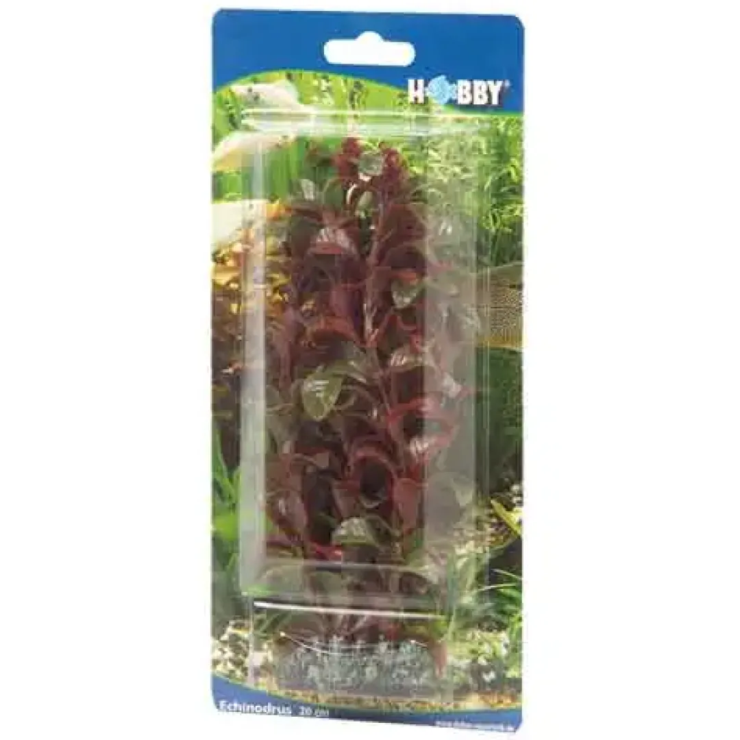 Sale Rotala 30 cm Akvarieplanter