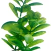 Discount Saururus 16 cm Akvarieplanter