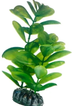 Discount Saururus 16 cm Akvarieplanter