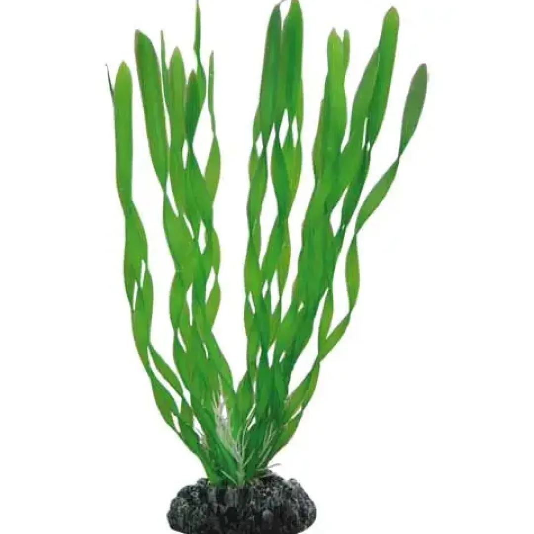 Vallisneria 20 cm Akvarieplanter