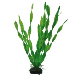 Best Vallisneria 34 cm Akvarieplanter